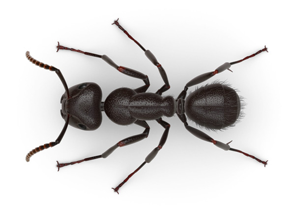 HD Quality Wallpaper | Collection: Animal, 600x425 Ant