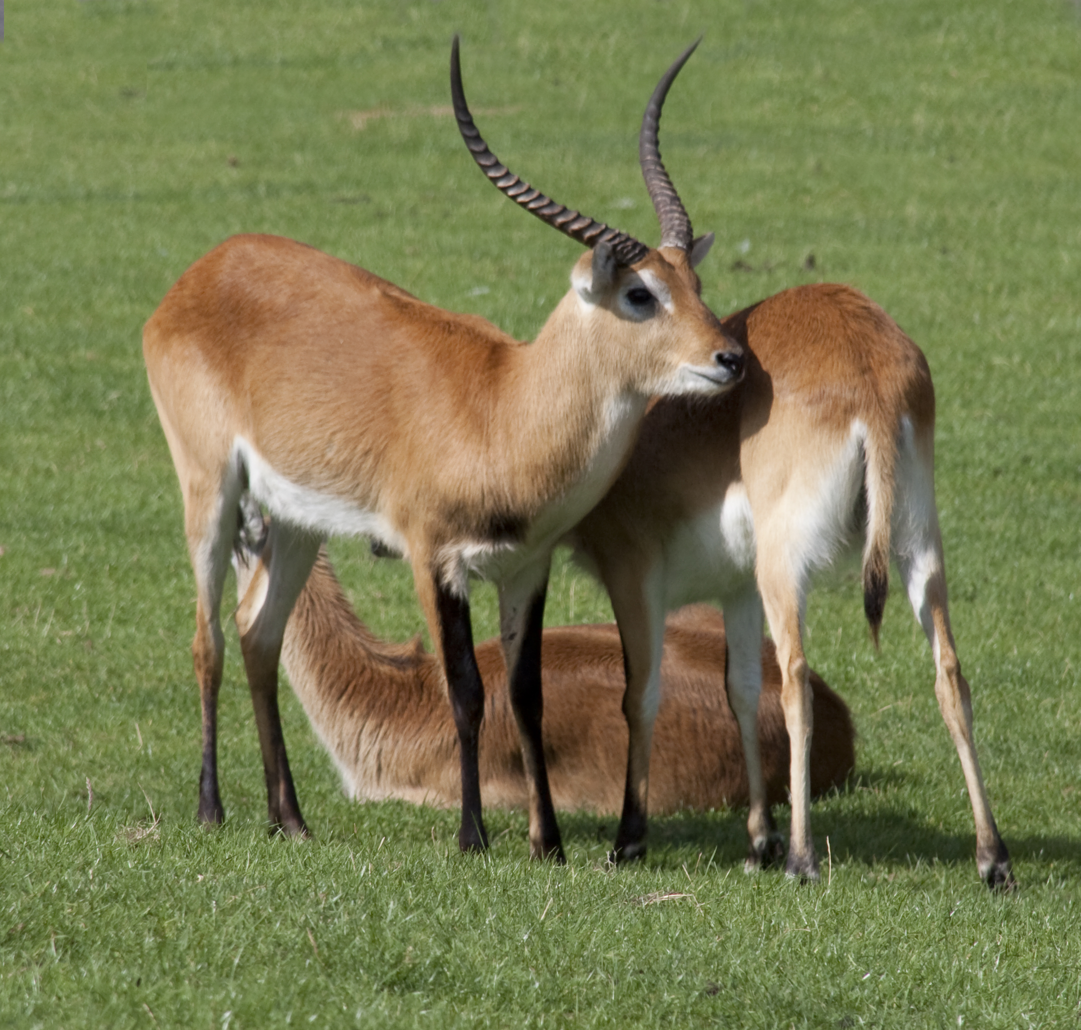 Nice Images Collection: Antelope Desktop Wallpapers