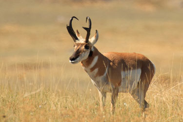 Antelope Pics, Animal Collection