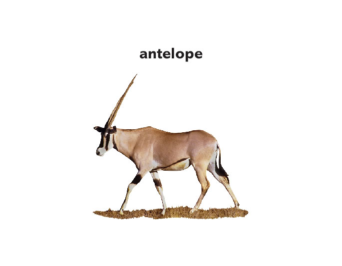 Antelope Backgrounds on Wallpapers Vista