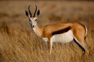Nice Images Collection: Antelope Desktop Wallpapers
