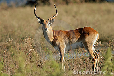 Amazing Antelope Pictures & Backgrounds