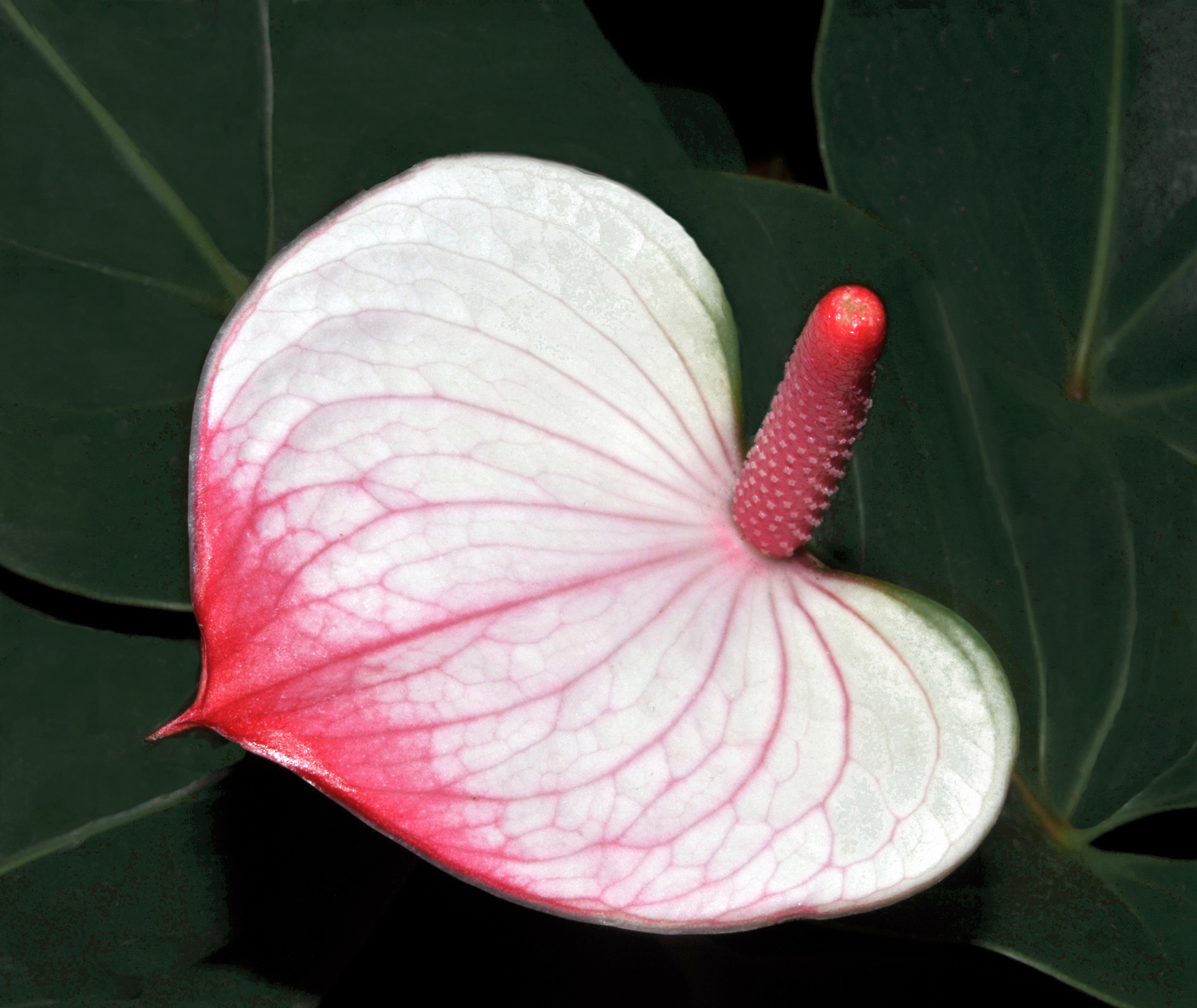 Anthurium Backgrounds on Wallpapers Vista