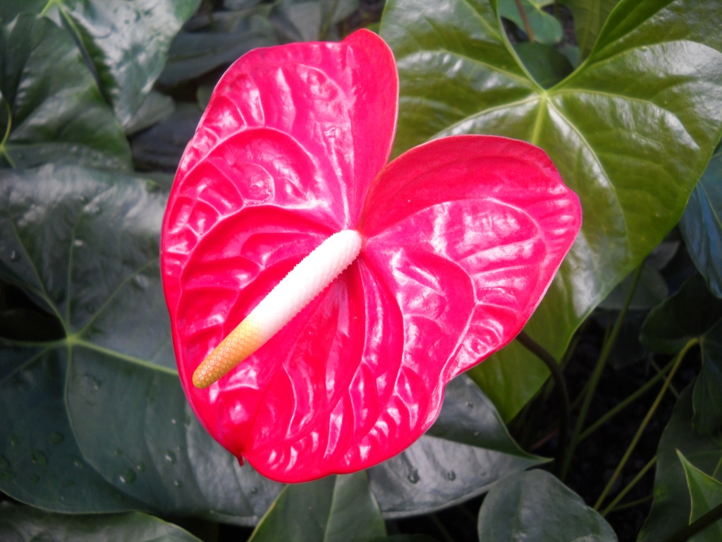 Anthurium Pics, Earth Collection
