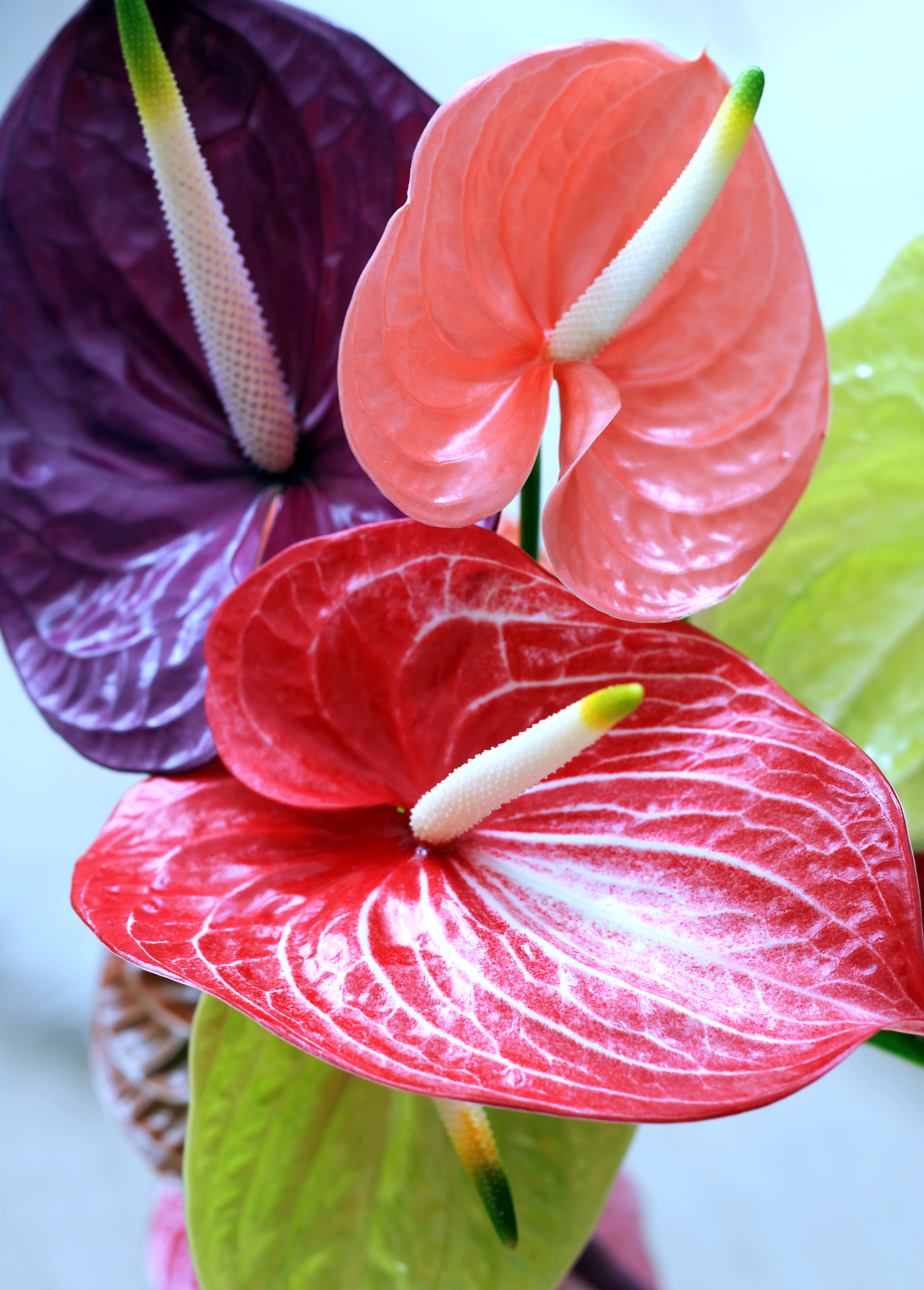 HD Quality Wallpaper | Collection: Earth, 2832x3952 Anthurium