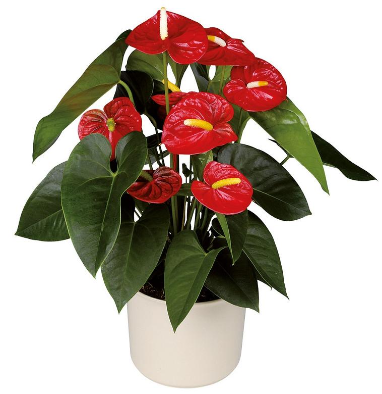 Anthurium High Quality Background on Wallpapers Vista