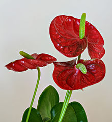 Nice Images Collection: Anthurium Desktop Wallpapers