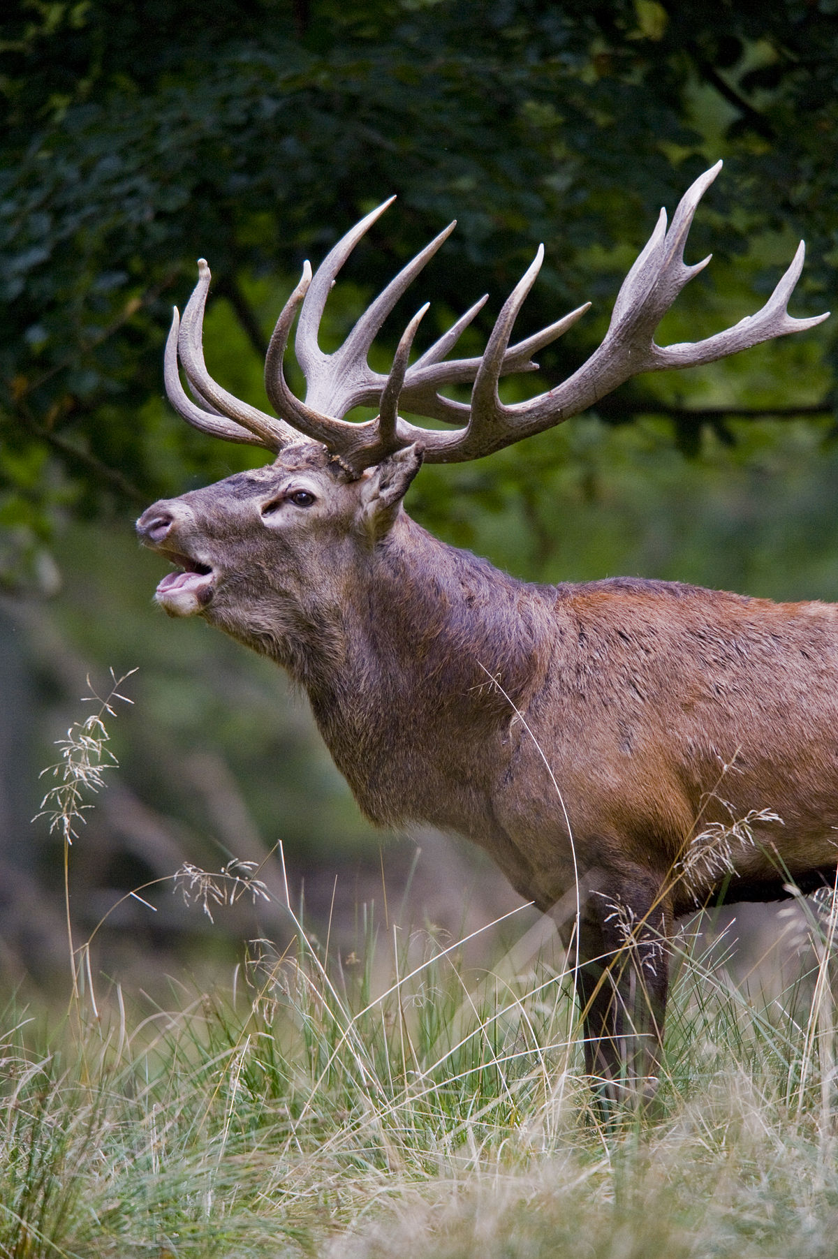 Nice Images Collection: Antler Desktop Wallpapers