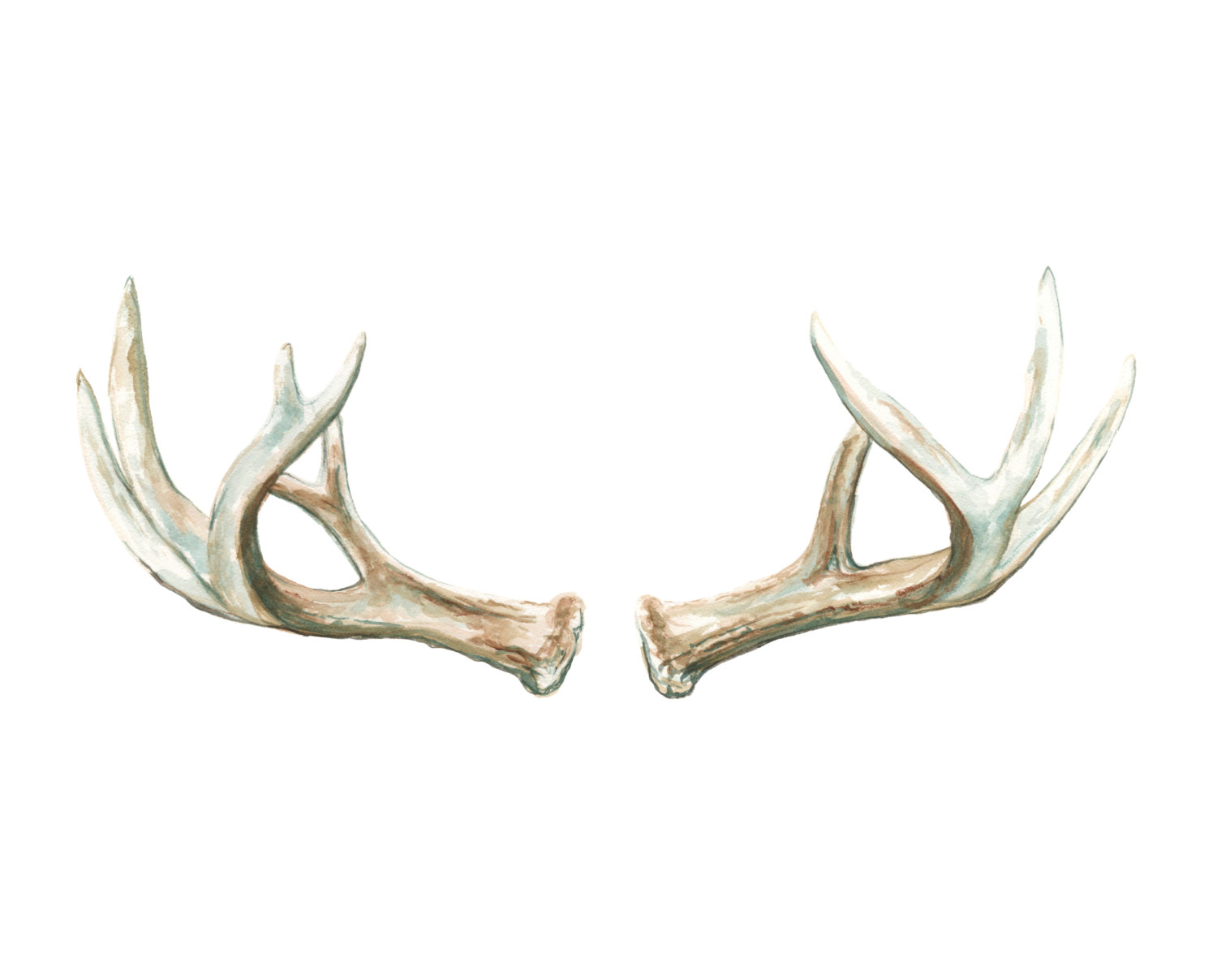 Amazing Antler Pictures & Backgrounds