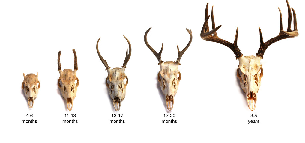 Antler #9