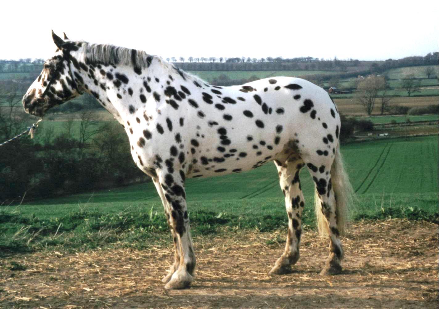 Nice Images Collection: Appaloosa Desktop Wallpapers