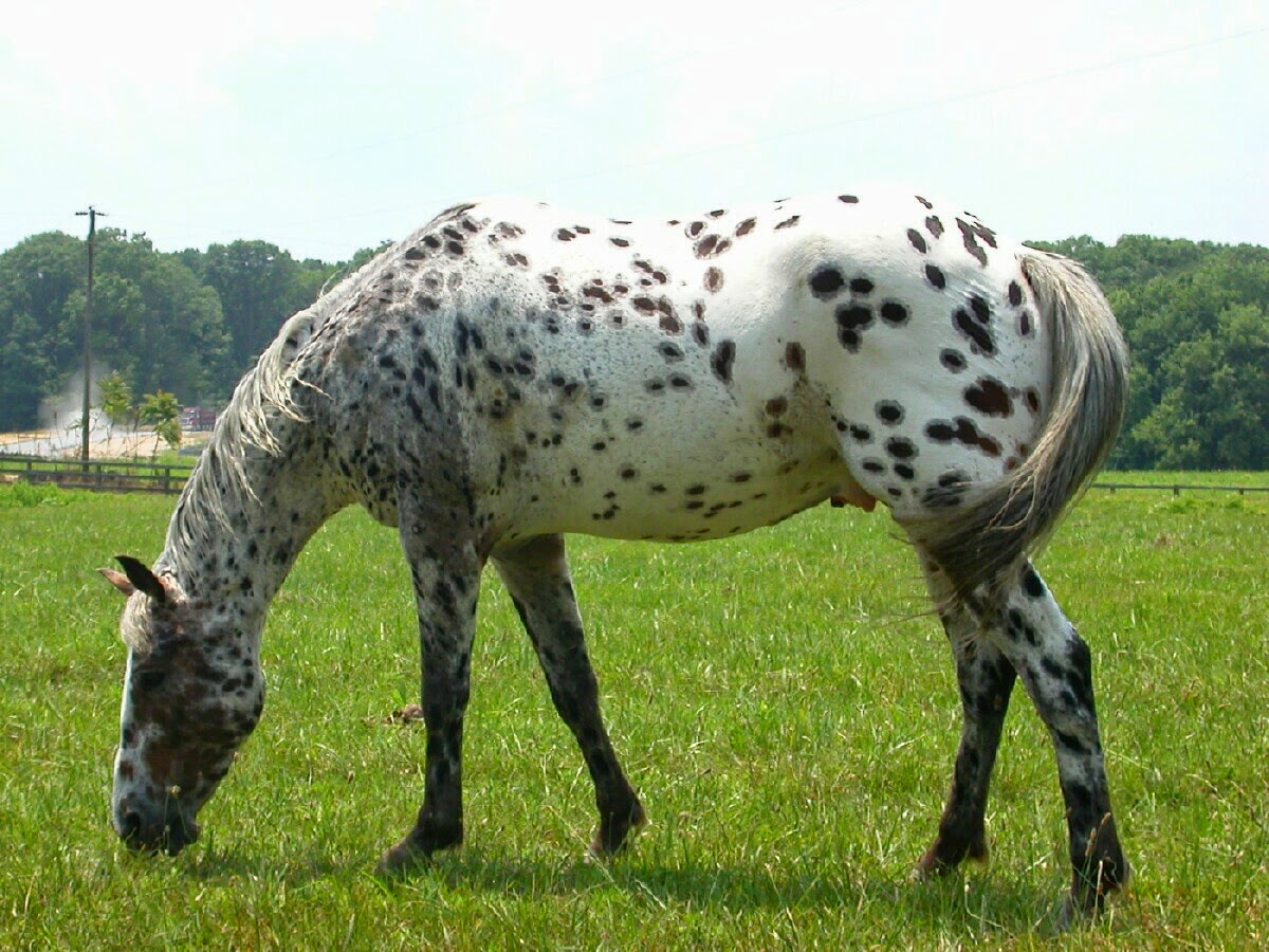 Nice Images Collection: Appaloosa Desktop Wallpapers
