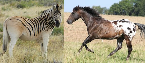 Images of Appaloosa | 600x263