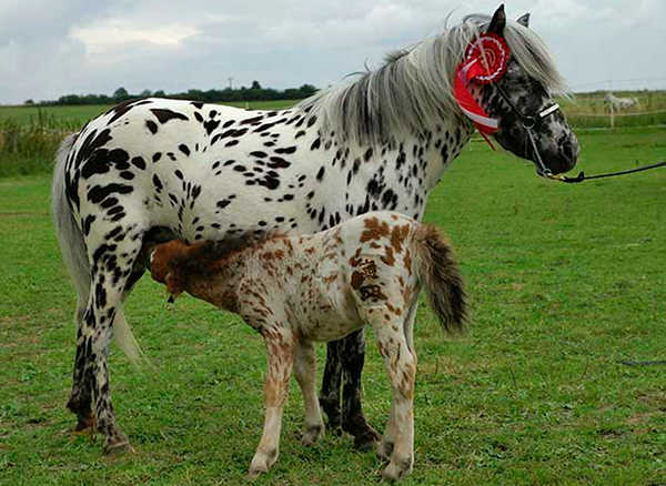 Amazing Appaloosa Pictures & Backgrounds