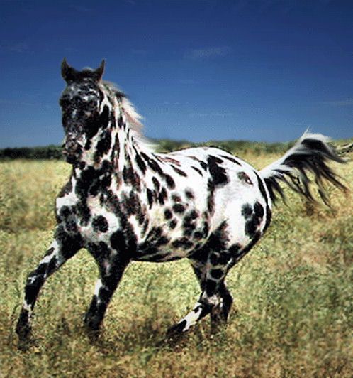 Images of Appaloosa | 498x532
