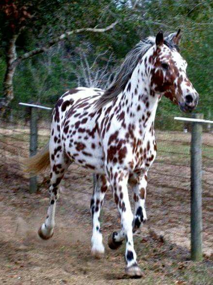 Images of Appaloosa | 439x588