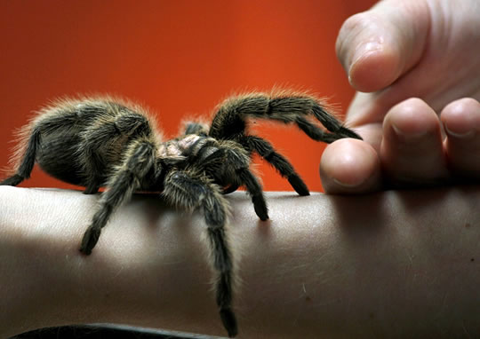 Nice Images Collection: Arachnophobia Desktop Wallpapers
