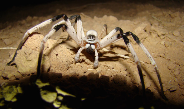 Arachnophobia #11