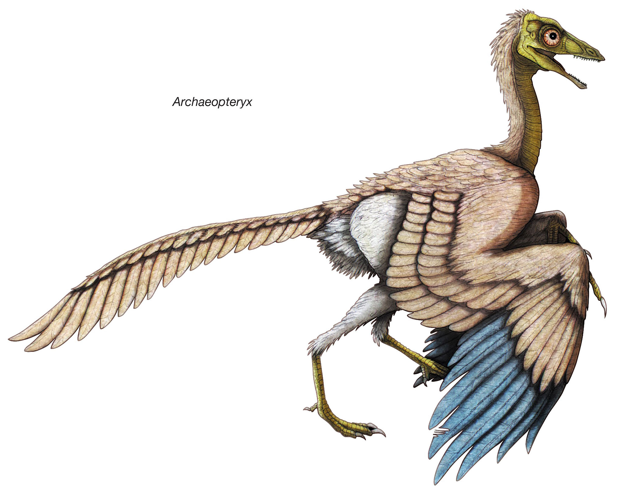 Archaeopteryx #2