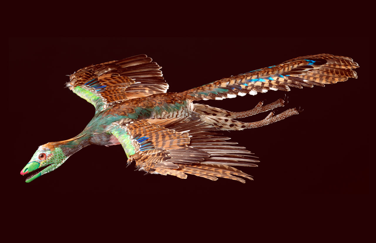 Archaeopteryx #7