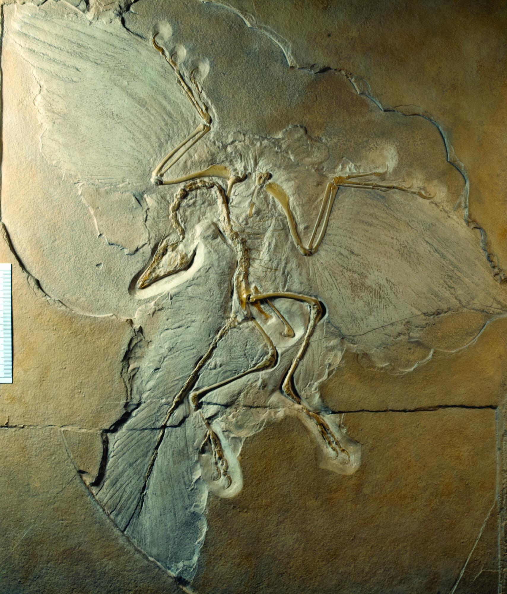 Archaeopteryx #4