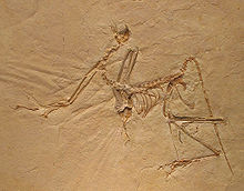 Archaeopteryx #11
