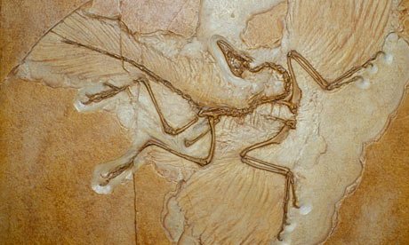 Nice Images Collection: Archaeopteryx Desktop Wallpapers