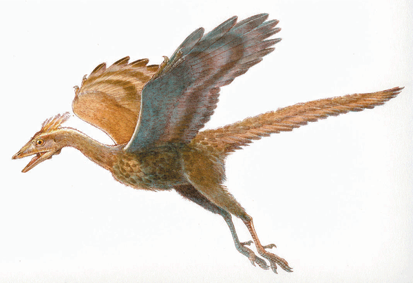 Archaeopteryx #28
