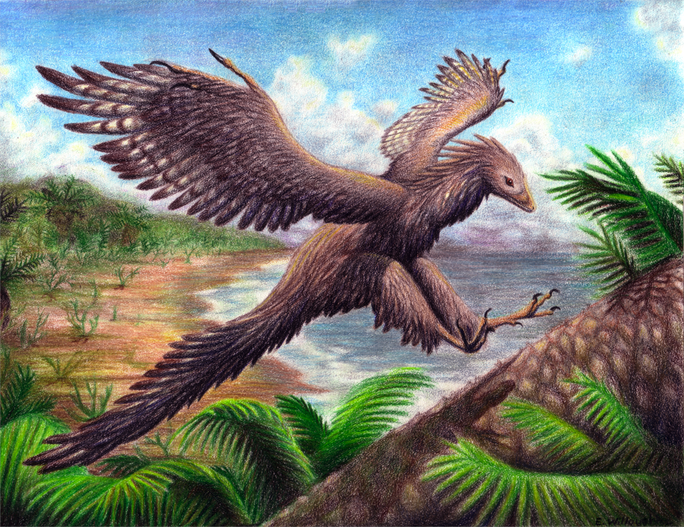 Archaeopteryx Backgrounds, Compatible - PC, Mobile, Gadgets| 999x769 px