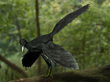 Archaeopteryx #20