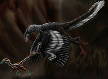 Archaeopteryx #21
