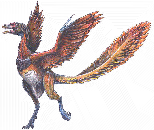 Archaeopteryx #14