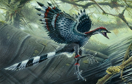 High Resolution Wallpaper | Archaeopteryx 427x274 px