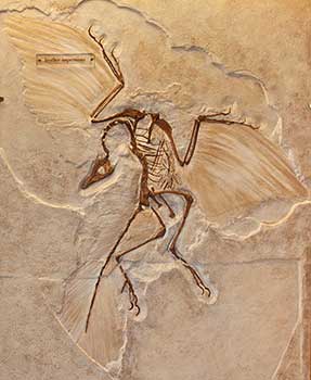 HD Quality Wallpaper | Collection: Animal, 287x350 Archaeopteryx