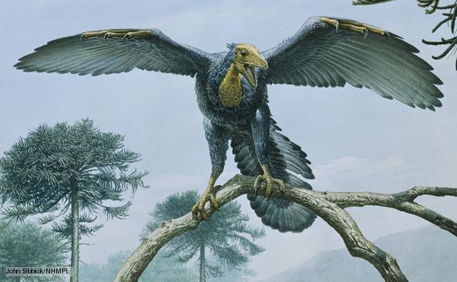 HD Quality Wallpaper | Collection: Animal, 640x395 Archaeopteryx