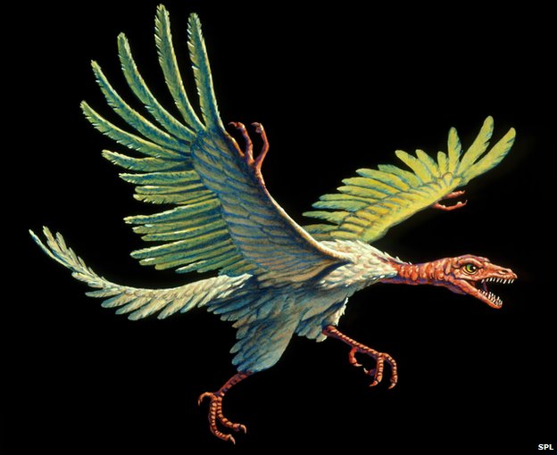 Archaeopteryx #12