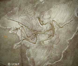 Archaeopteryx #16