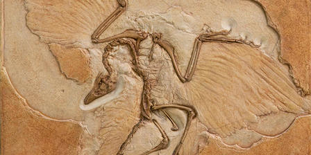 Images of Archaeopteryx | 448x224