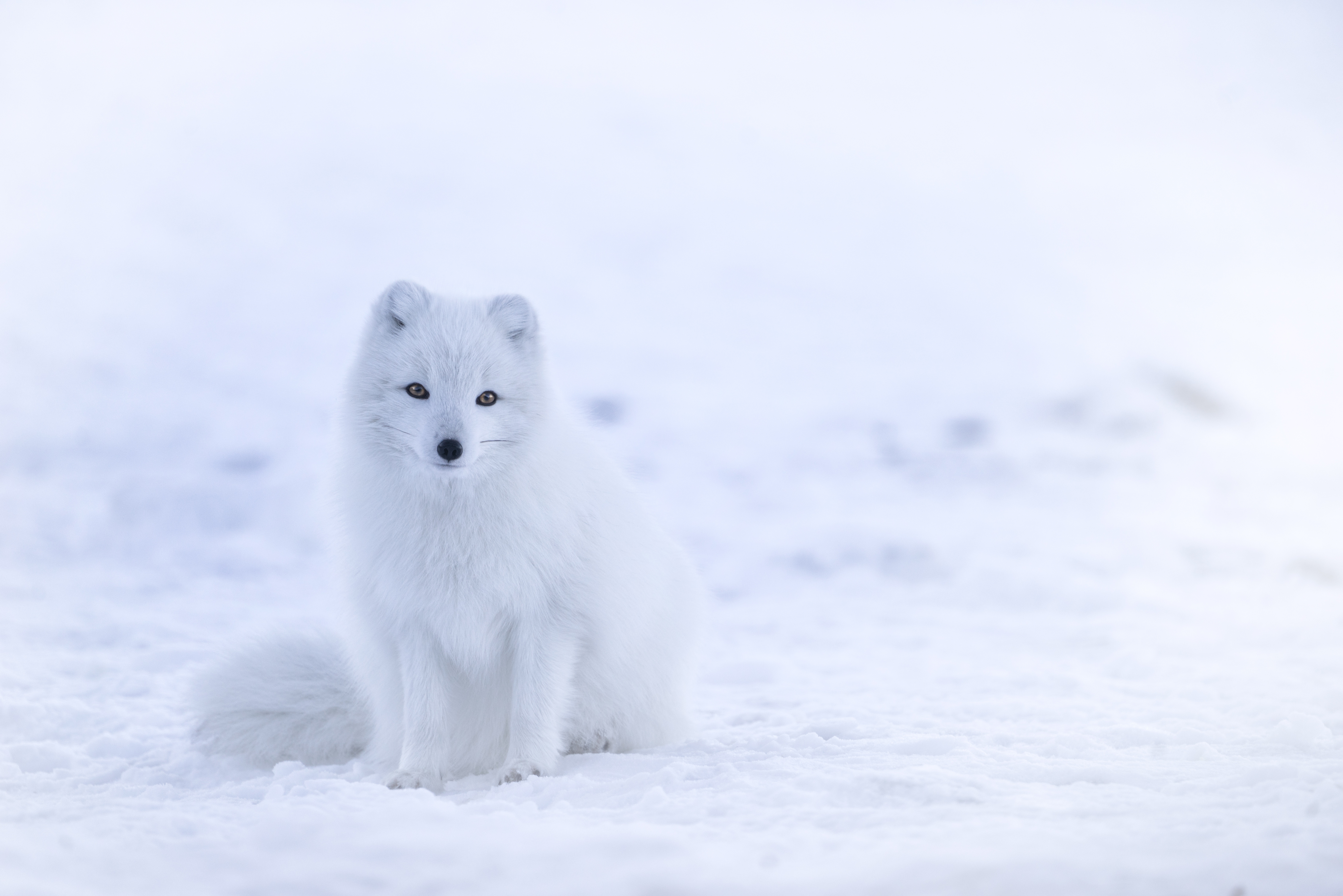 Arctic Fox Backgrounds, Compatible - PC, Mobile, Gadgets| 7360x4912 px