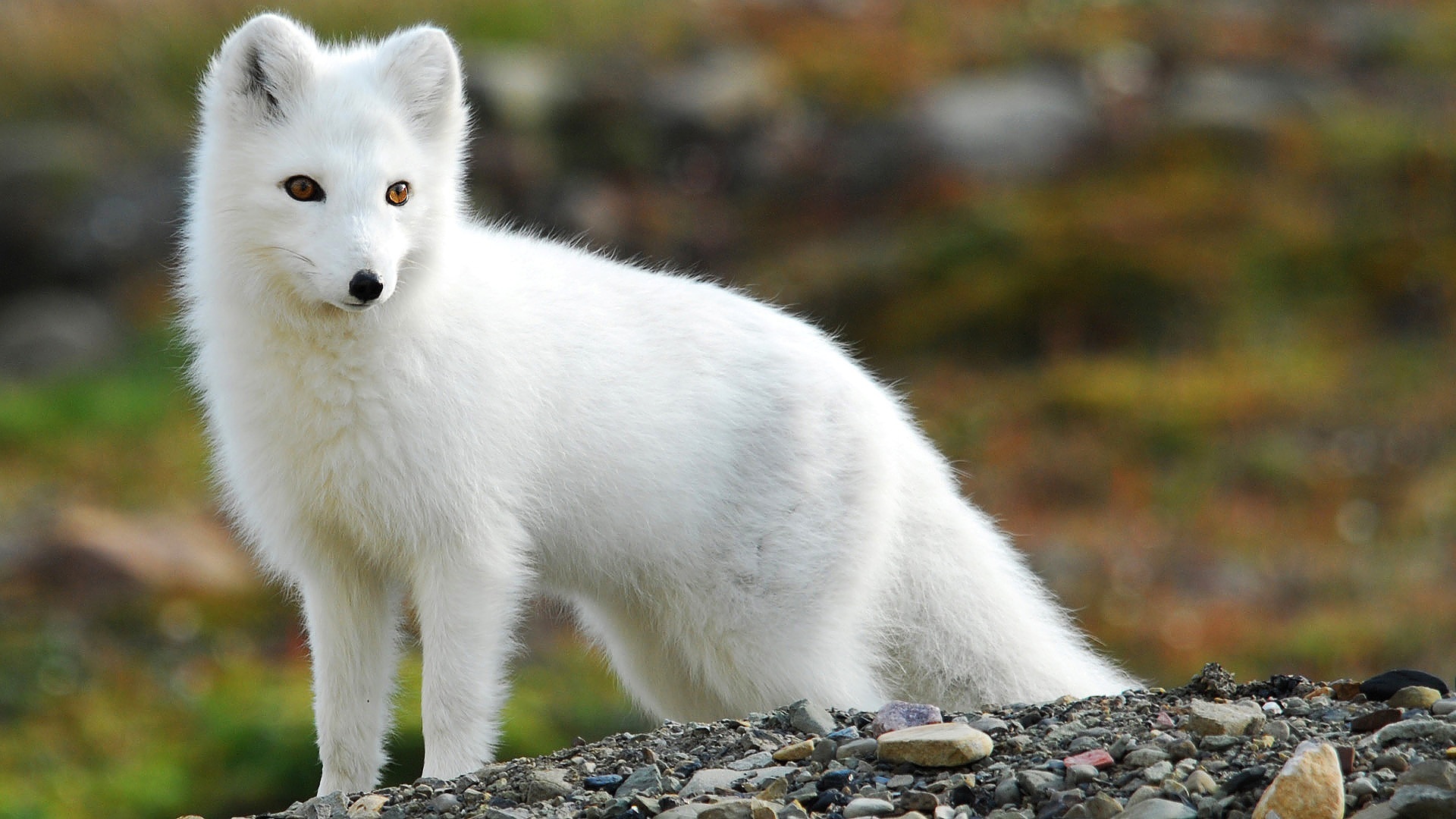 Nice Images Collection: Arctic Fox Desktop Wallpapers