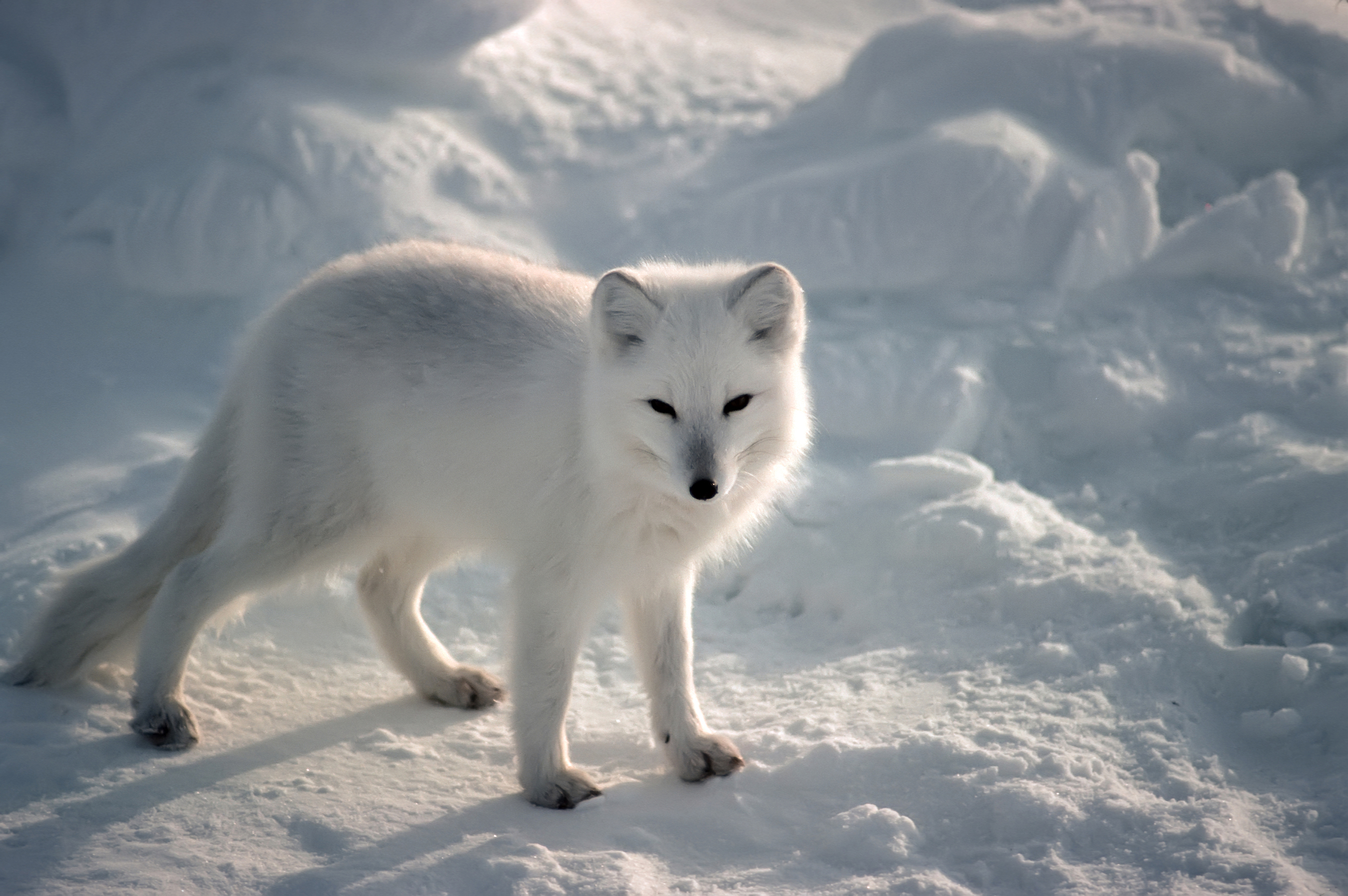 Arctic Fox High Quality Background on Wallpapers Vista