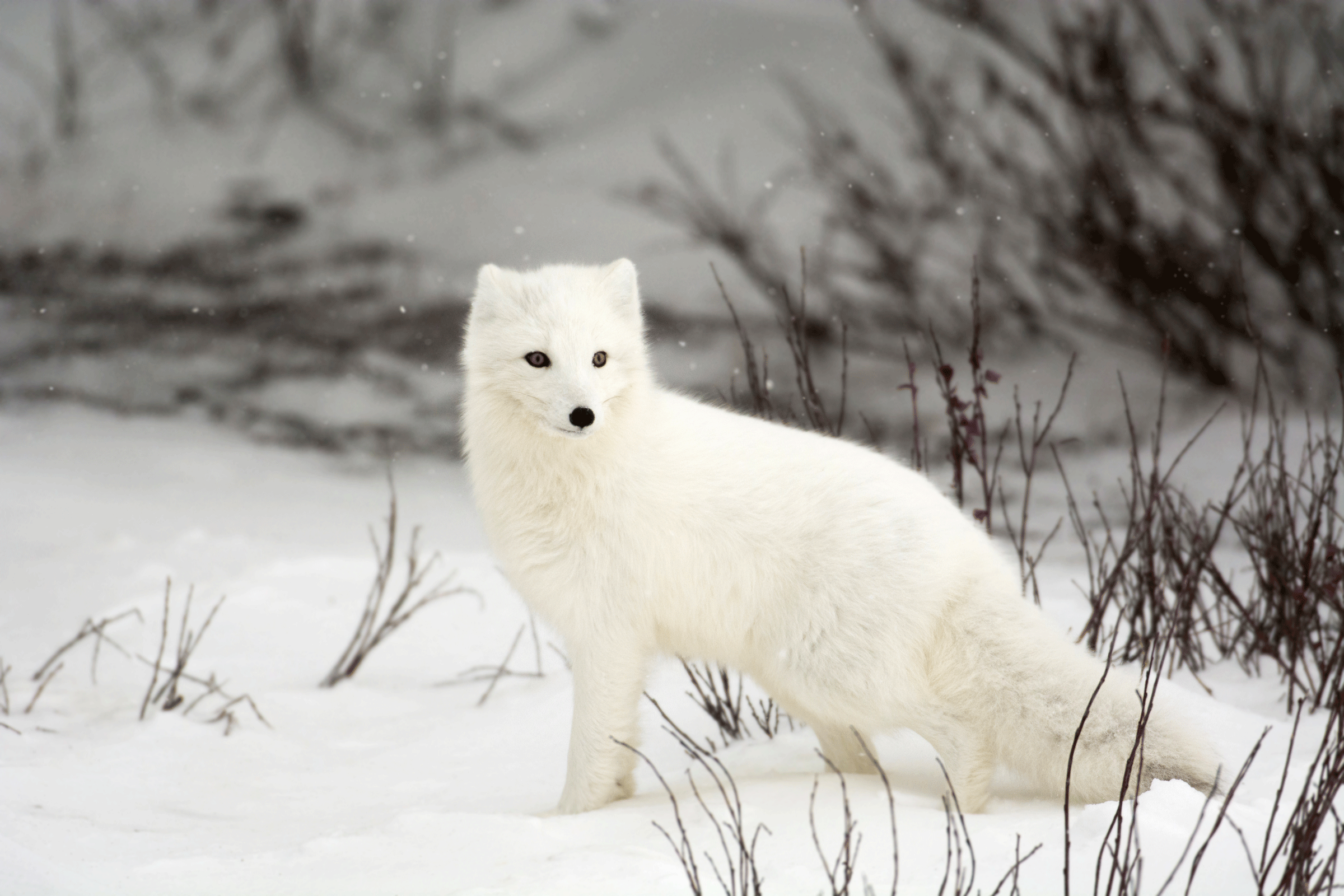 Amazing Arctic Fox Pictures & Backgrounds