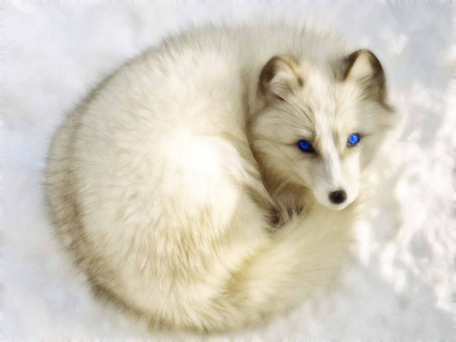 Arctic Fox Pics, Animal Collection