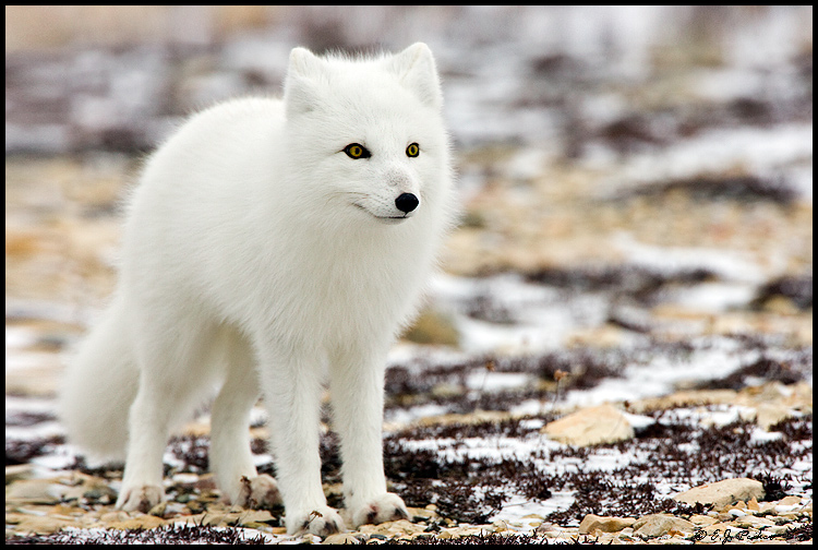 Arctic Fox Backgrounds on Wallpapers Vista