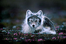 220x147 > Arctic Fox Wallpapers