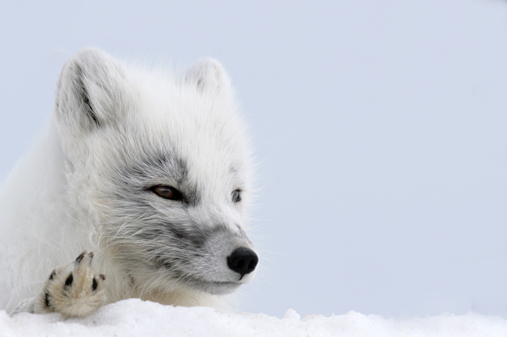 Amazing Arctic Fox Pictures & Backgrounds