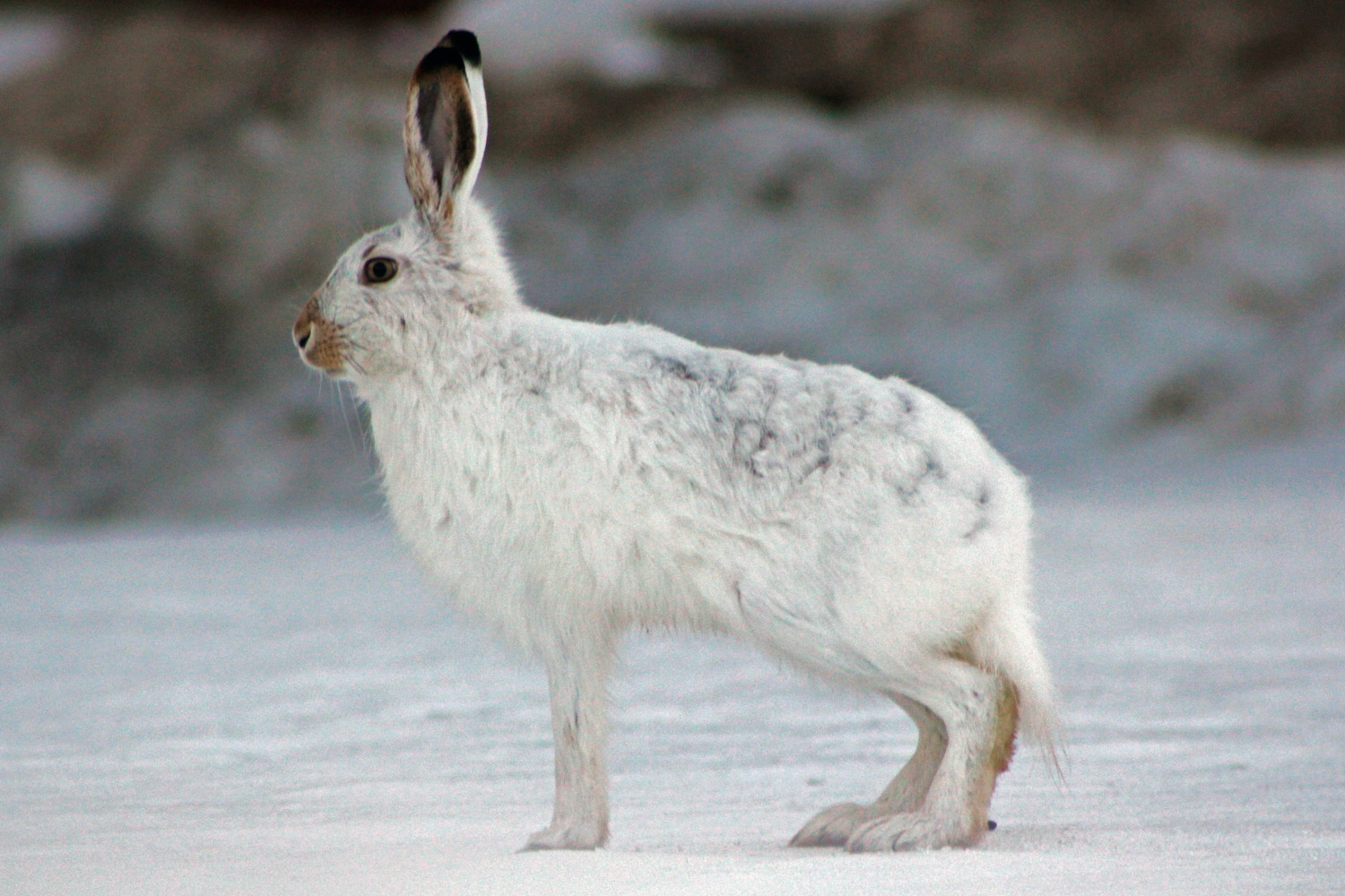 HQ Arctic Hare Wallpapers | File 357.7Kb