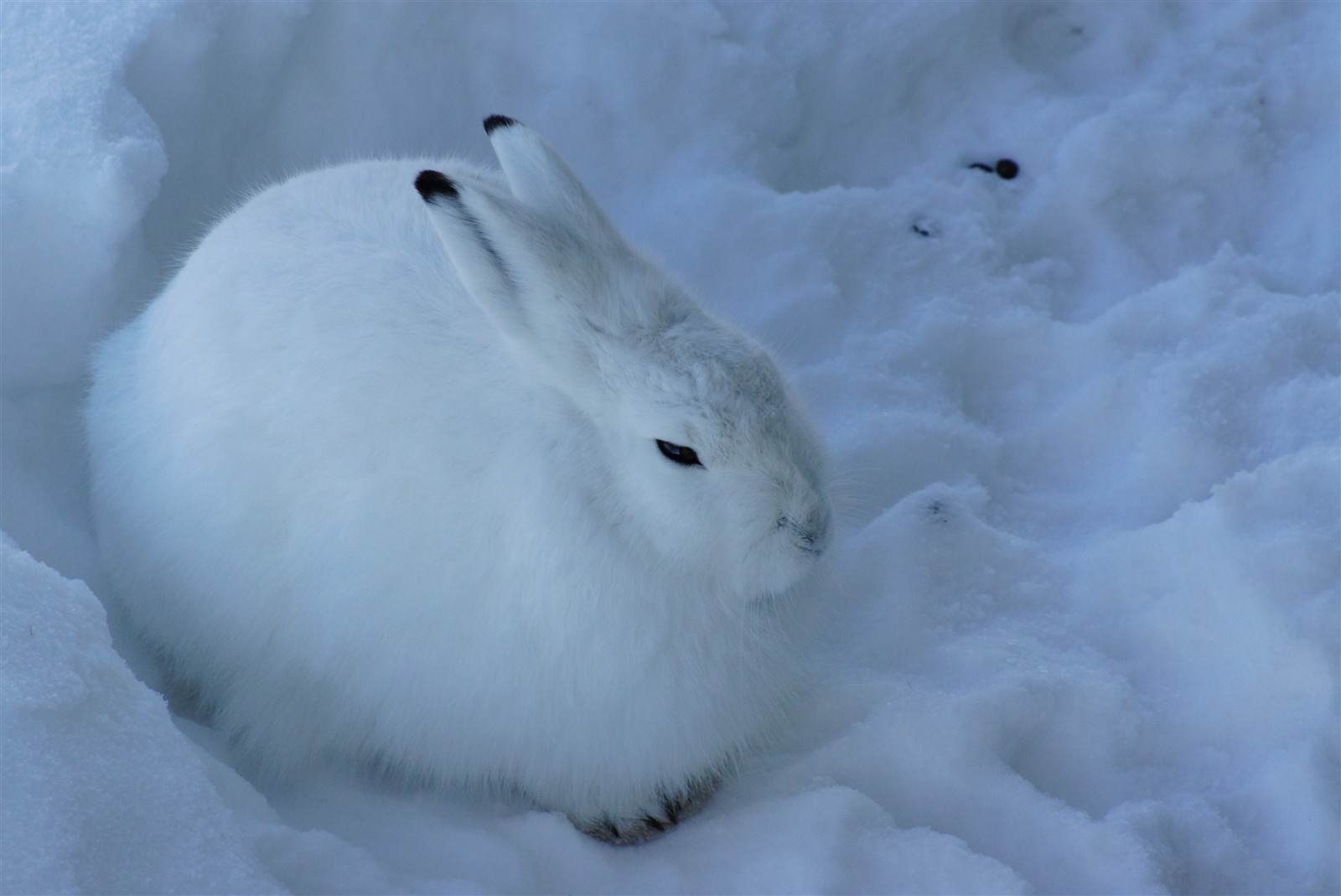 High Resolution Wallpaper | Arctic Hare 1600x1069 px