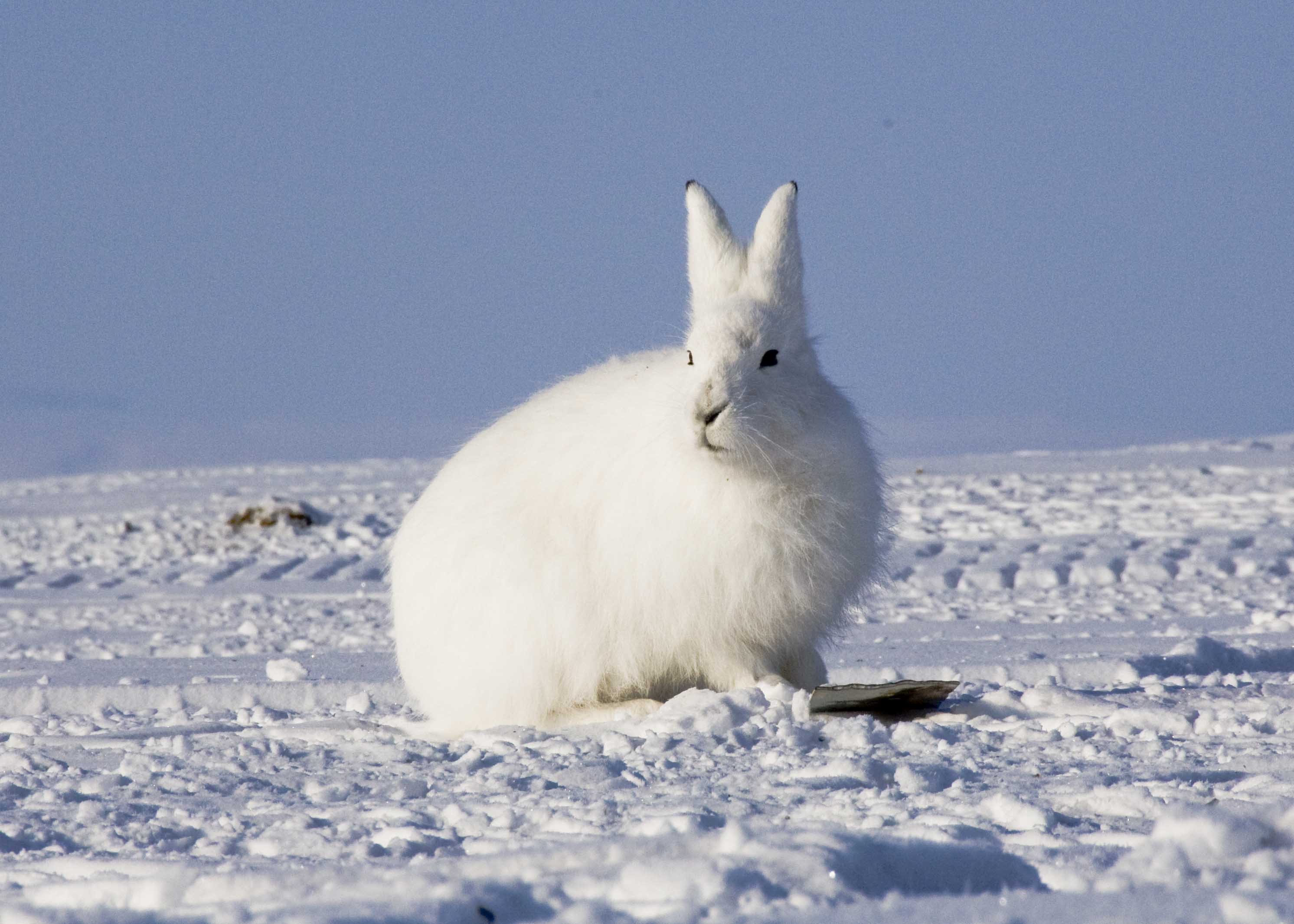 Images of Arctic Hare | 2984x2132
