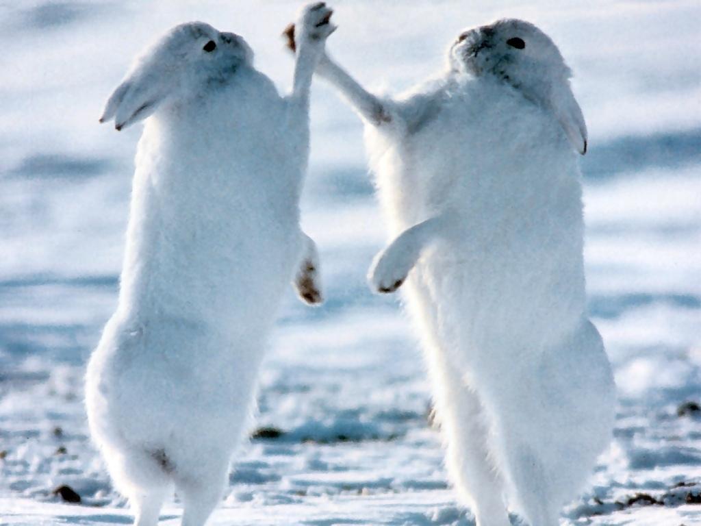 Arctic Hare Backgrounds on Wallpapers Vista